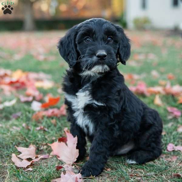 Peter, Mini Goldendoodle Puppy